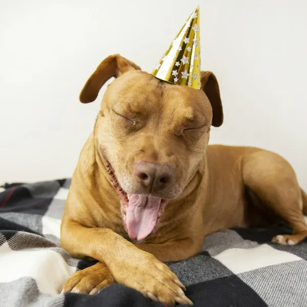 Chien avec un chapeau d'anniversaire doré, les yeux fermés de bonheur