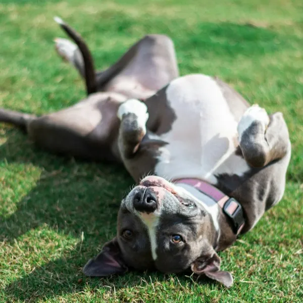 Chien qui se roule sur le dos dans l'herbe, la tête à l'envers