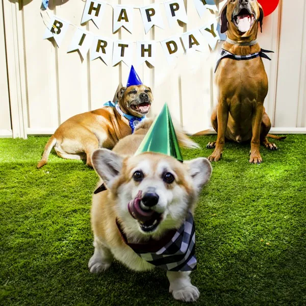 Trois chiens à chapeaux de fête devant une banderole Happy Birthday