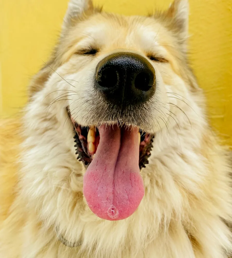 Gros chien poilu aux yeux plissés de bonheur, grande langue tirée, sur fond jaune