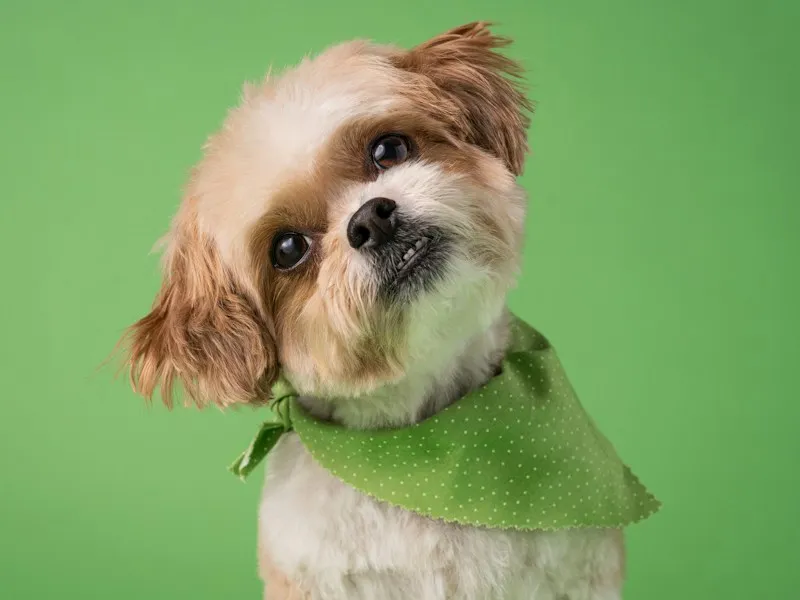 Shih tzu tête penchée avec un bandana vert sur fond vert