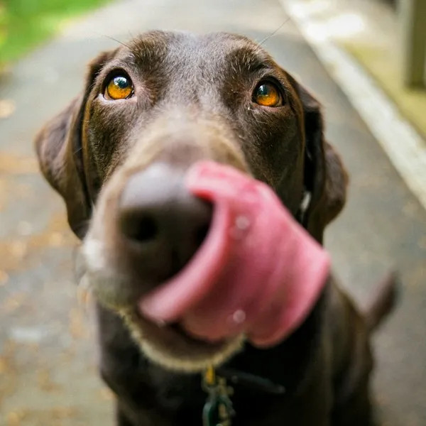 Labrador chocolat qui se lèche le museau en fixant l'objectif