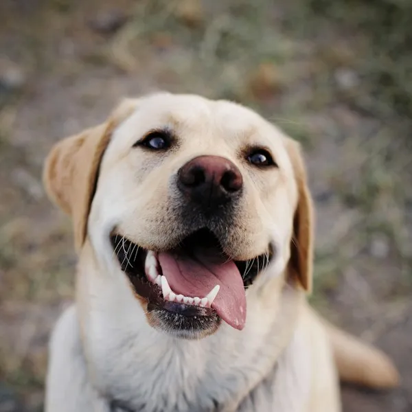 Labrador sable au grand sourire, langue tirée