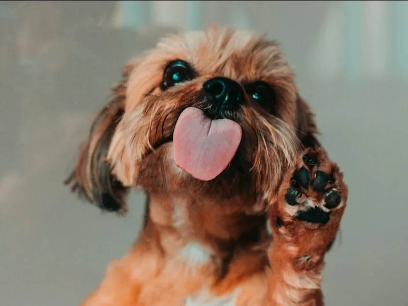 Petit chien tout excité, langue tirée et patte levée